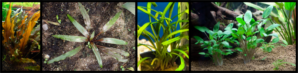 displays different rosette plants like Cryptocoryne Albida, Cryptocoryne Alba