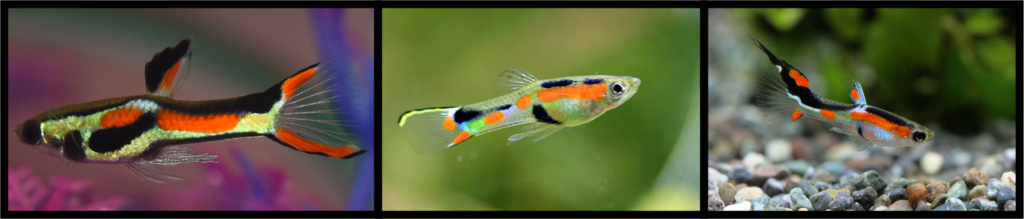 endler's guppy, an easy aquarium fish for beginners