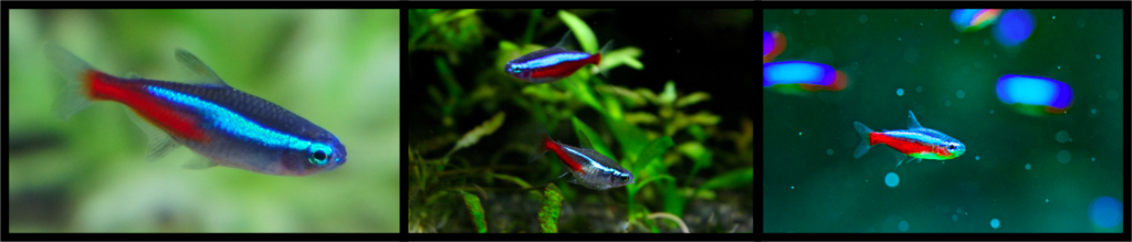 neon tetra, an easy aquarium fish for beginners