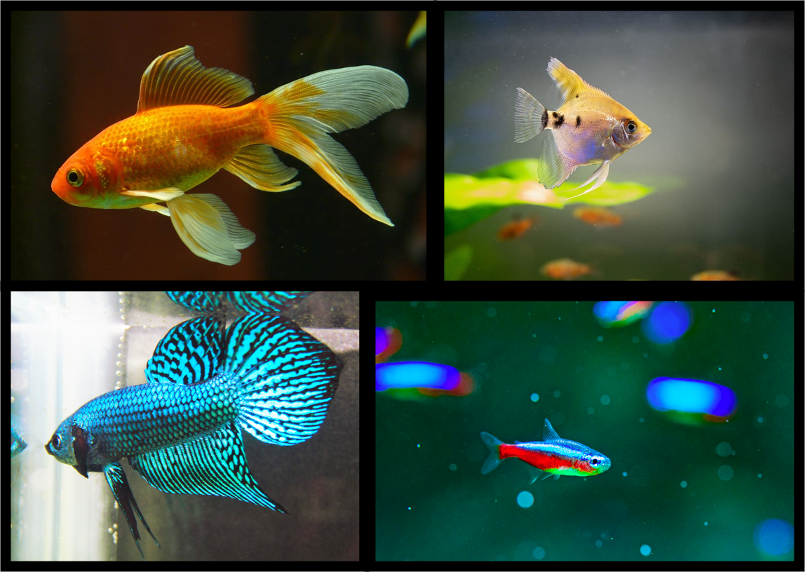 Top 8 Aquarium Fish for Beginners