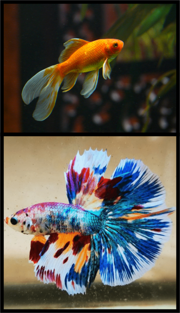 choosing an aquarium filter is important whether you keep a goldfish (at the top) or a betta fish (at the bottom)