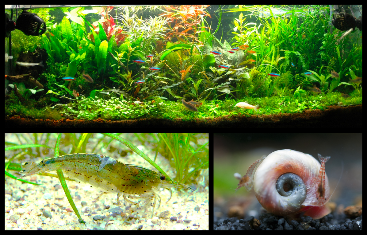 5 of the Best Clean-up Crew for Your Aquariums