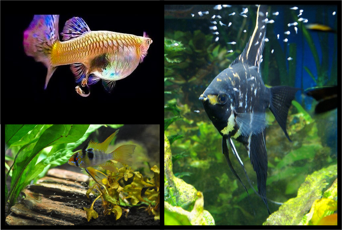 The Easiest Fish to Breed in a Home Aquarium