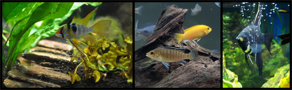A german blue ram taking care of it's fry on the left, a male and a female yellow lab in the middle, an angelfish swimming with it's fry on the right