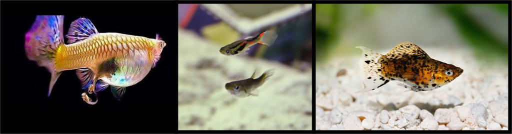 a guppy, an endler's guppy and molly - some of the easiest fish to breed