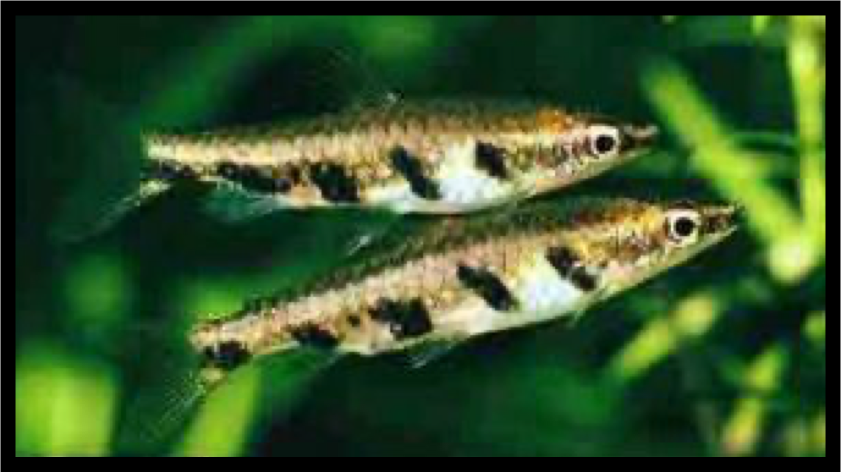 two nannostomus espei (barred pencilfish) swimming together