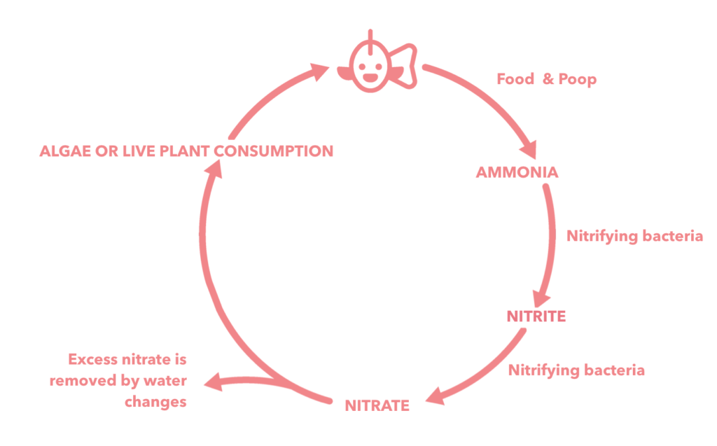 infographic explains the nitrogen cycle